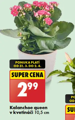 Kalanchoe queen