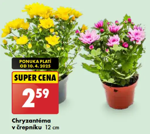 Chryzantéma v črepníku