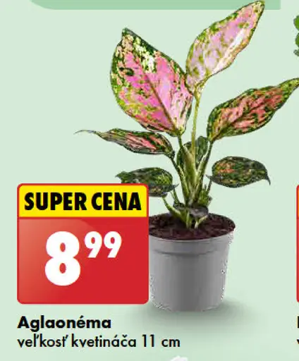 Aglaonéma