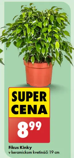 Fikus Kinky