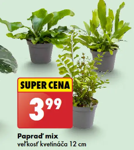 Papraď mix