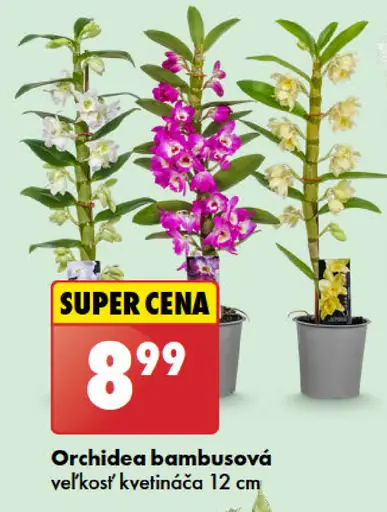 Orchidea bambusová
