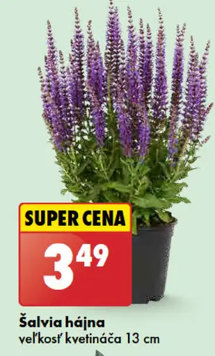 Šalvia hájna