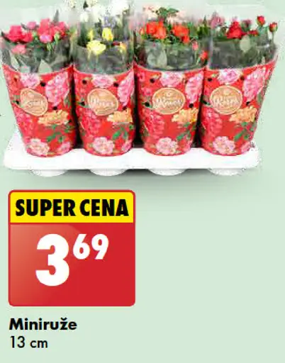 Miniruže