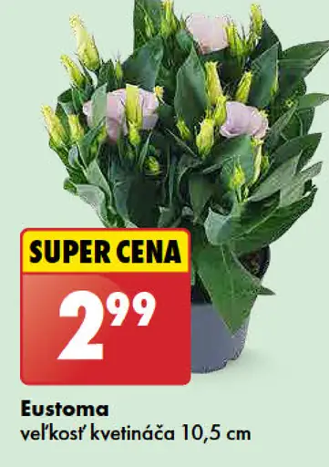Eustoma