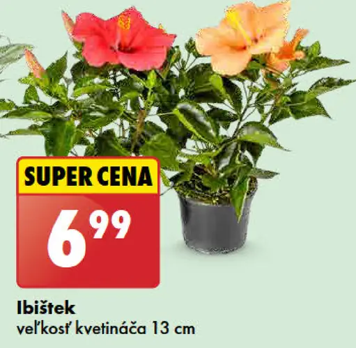 Ibistek
