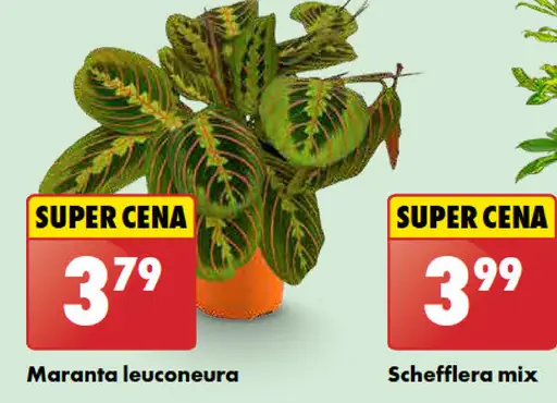 Maranta leuconeura