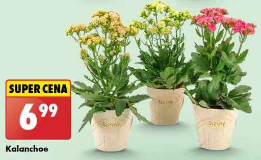 Kalanchoe