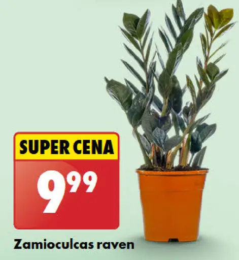 Zamioculcas raven