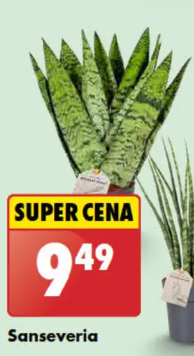 Sansevieria