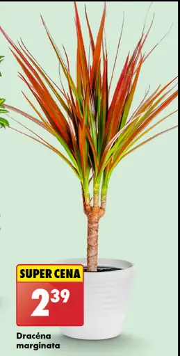 Dracéna marginata
