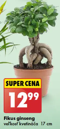 Fikus ginseng