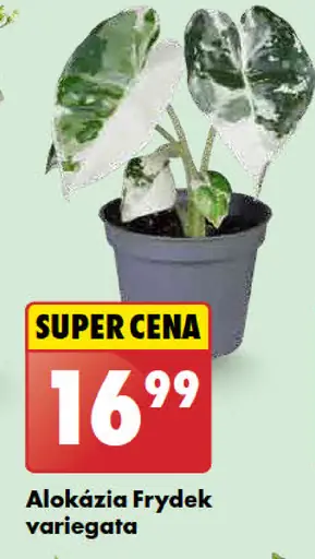 Alokázia Frydek variegata