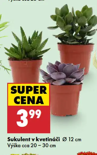Sukulenty v kvetináči
