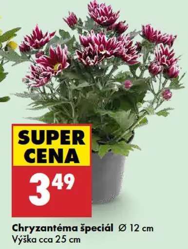 Chryzantéma špeciál