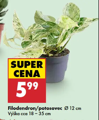 Filodendron/potosovec