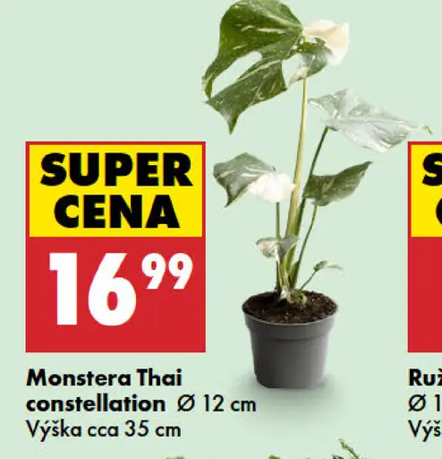 Monstera 'Thai Constellation'