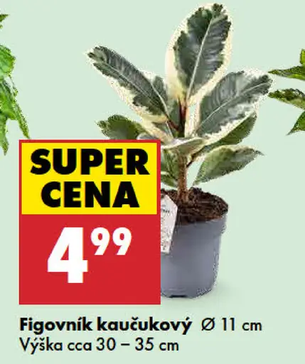 Figovník kaučukový