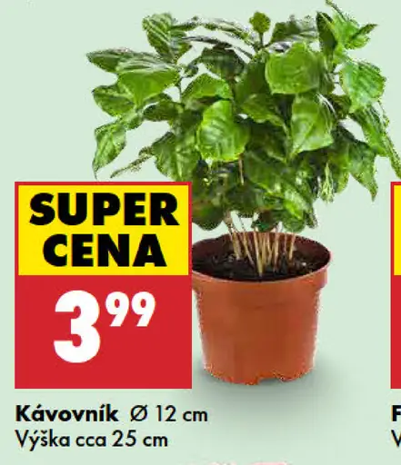 Kávovník