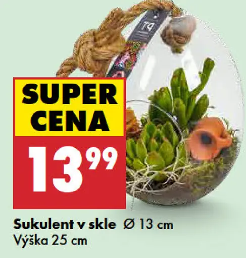 Sukulenty v skle