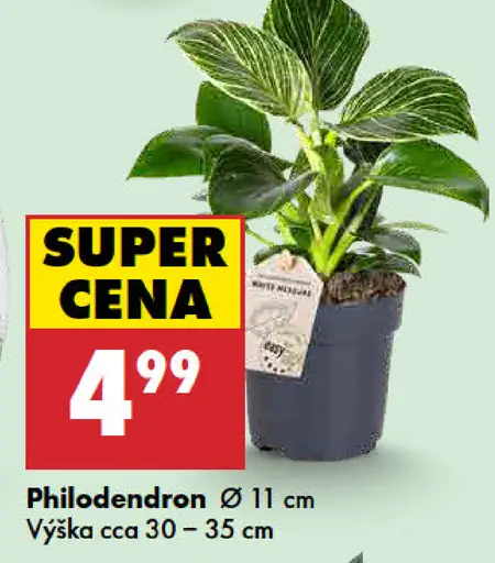Philodendron