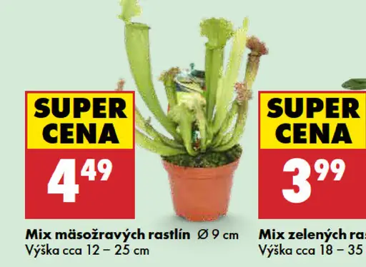 Mix mäsožravých rastlín