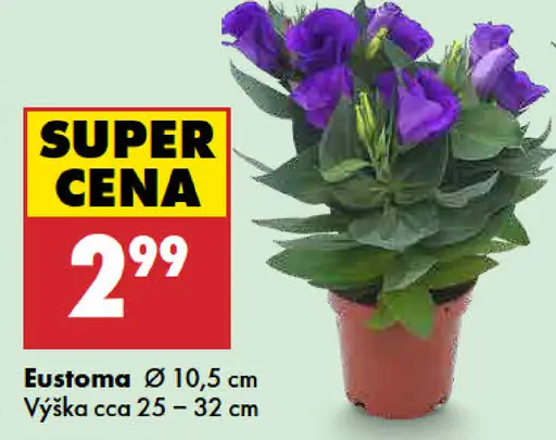 Eustoma