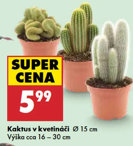 Kaktus v kvetináči