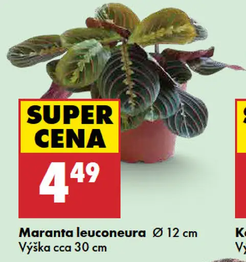 Maranta leuconeura