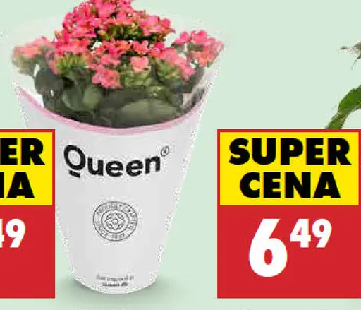 Kalanchoe queen
