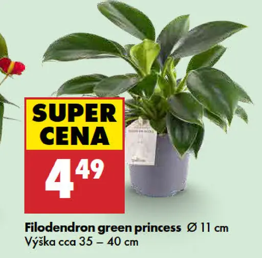 Filodendron green princess