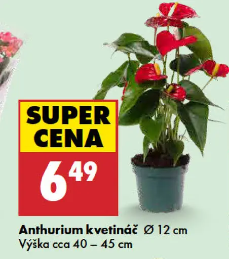 Anthurium kvetináč