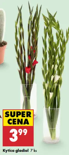 Kytica gladiol