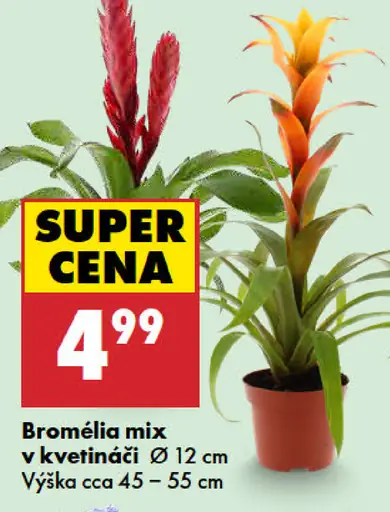 Bromélia mix v kvetináči