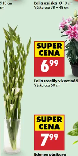 Ľalia ázijská