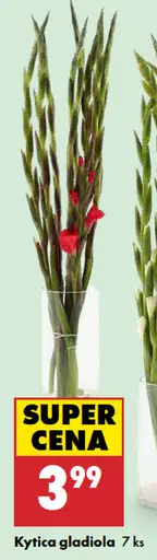Kytica gladiola