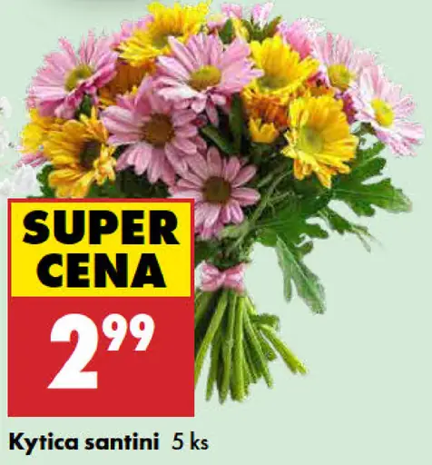 Kytica Santini
