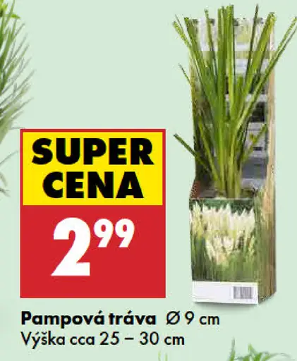 Pampová tráva
