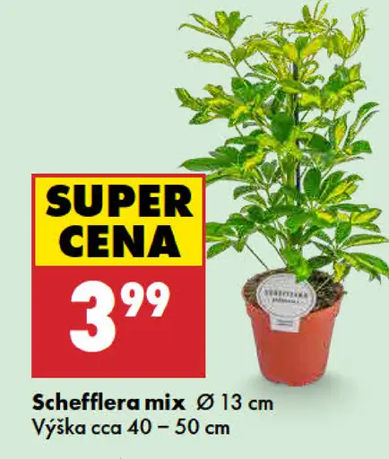 Schefflera mix