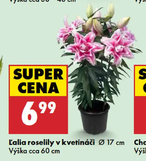 Lalia roselily v kvetináči