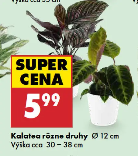 Kalatea rôzne druhy