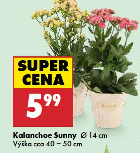Kalanchoe Sunny