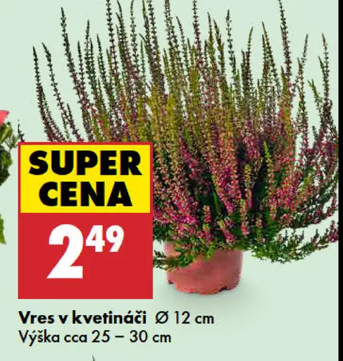 Vres v kvetináči
