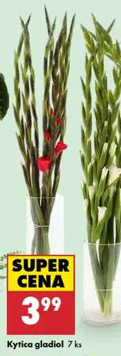 Kytica gladiol