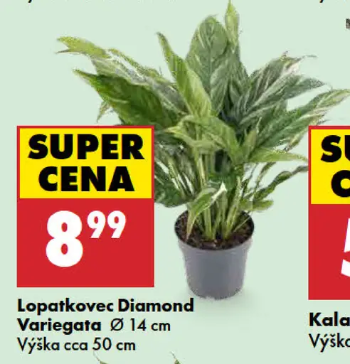 Lopatkovec diamond variegata