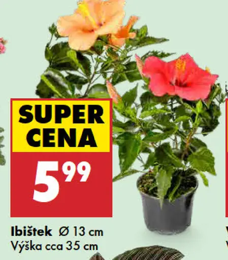 Ibistek