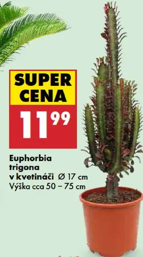 Euphorbia trigona v kvetináči