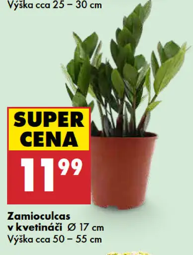 Zamioculcas v kvetináči