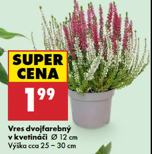 Vres dvojfarebný v kvetináči
