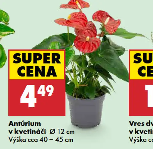 Antúrium v kvetináči